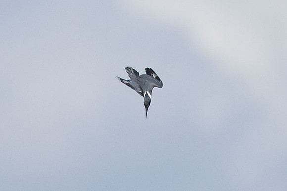 Belted Kingfisher (Megaceryle alcyon)