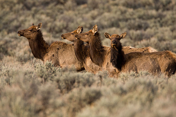 Elk (Cervus canadensis) also known as Wapiti