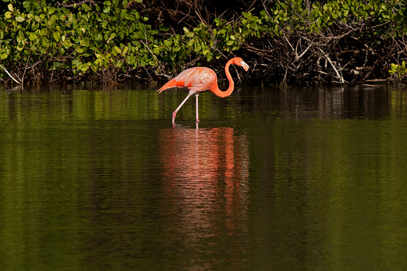 Greater Flamingo (Phoenicopterus roseus)