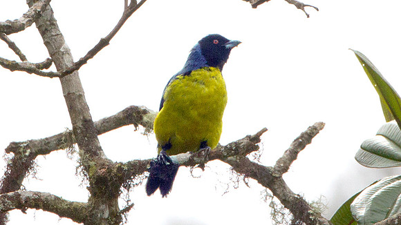 Hooded Mountain-tanager (Buthraupis montana)