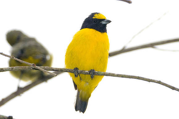 Scrub Euphonia (Euphonia affinis)
