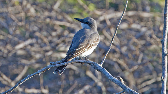 Gray Kingbird (Tyrannus dominicensis)
