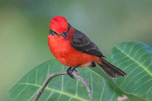 Vermilion Flycatcher (Pyrocephalus rubinus) male