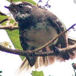 Grey Fantail (Rhipidura albiscapa)