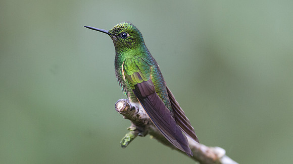 Buff-tailed Coronet (Boissonneaua flavescens)