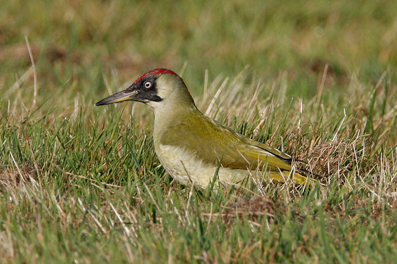 Green Woodpecker (Picus viridis) female