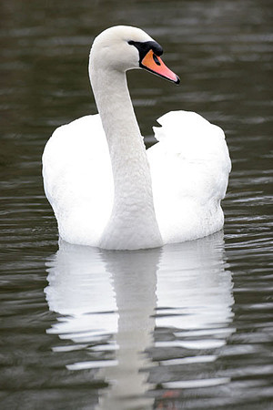 Mute Swan (Cygnus olor)