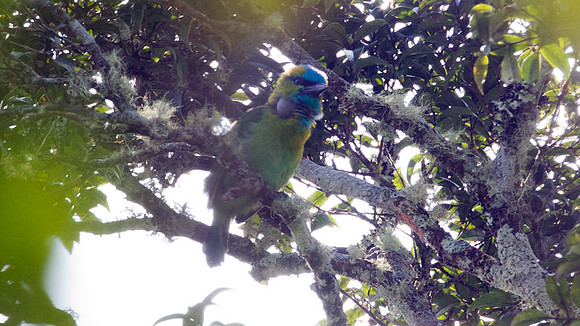 Golden-naped Barbet (Megalaima pulcherrima)