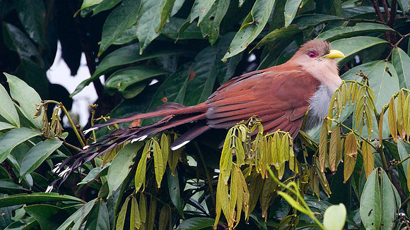 Squirrel Cuckoo (Piaya cayana)