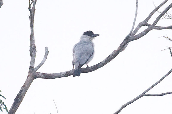 Black-crowned Tityra (Tityra inquisitor)