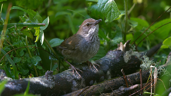 Javan bush warbler (Locustella montis)