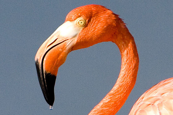 American Flamingo (Phoenicopterus ruber)