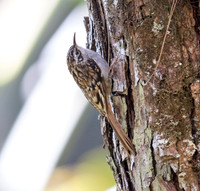 Sikkim treecreeper (Certhia discolor)