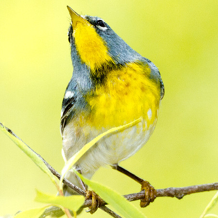 Northern Parula (Parula americana)