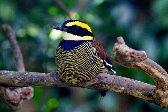 Javan banded pitta (Hydrornis guajana)