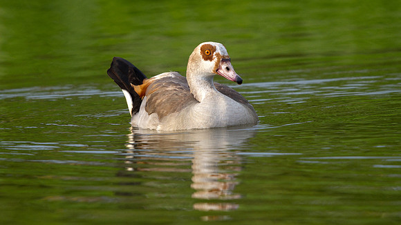 Egyptian Goose (Alopochen aegyptiacus)