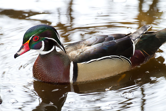 Wood Duck (Aix sponsa) male; also known as Carolina Duck