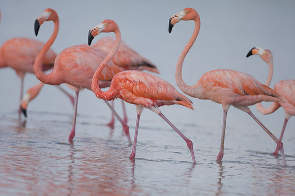 American Flamingo (Phoenicopterus ruber)