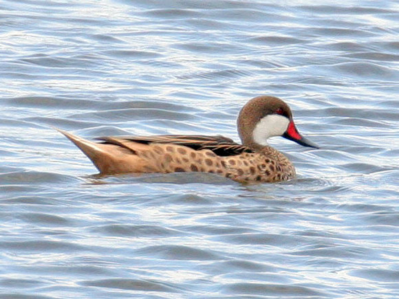 White-cheeked Pintail (Anas bahamensis)