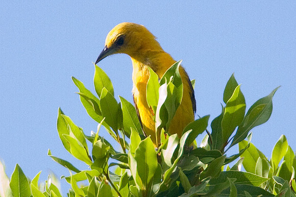 Hooded Oriole (Icterus cucullatus) female