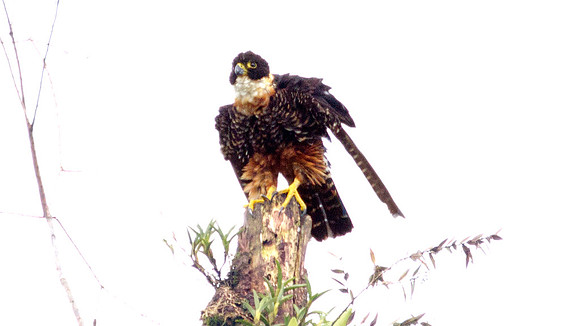 Orange-breasted Falcon (Falco deiroleucus)