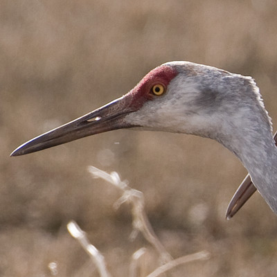 Sandhill Crane (Grus canadensis)