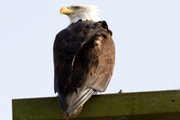 Bald Eagle (Haliaeetus leucocephalus)