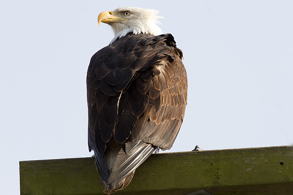 Bald Eagle (Haliaeetus leucocephalus)