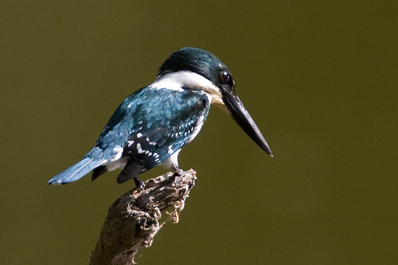 Green Kingfisher (Chloroceryle americana) female