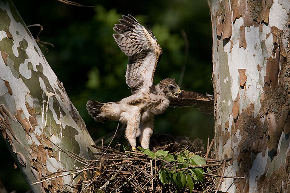 Red-shouldered Hawk (Buteo lineatus) juvenile