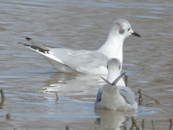Bonaparte's Gull (Chroicocephalus philadelphia)
