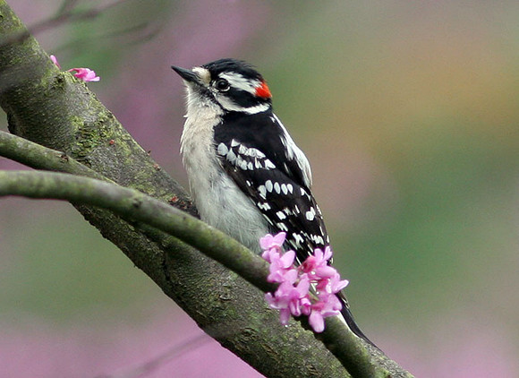 Downy Woodpecker (Picoides pubescens) male