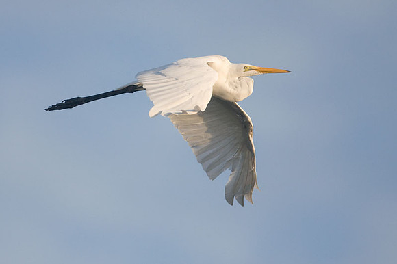 Great Egret (Ardea alba) also known as Great White Egret