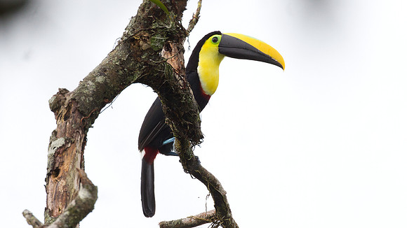 Choco Toucan (Ramphastos brevis)