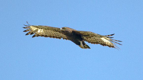 Long-crested Eagle (Lophaetus occipitalis)