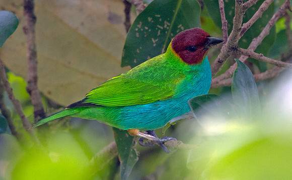 Bay-headed Tanager (Tangara gyrola) Female