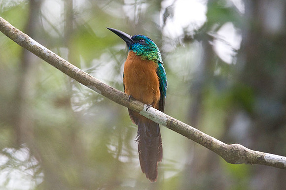 Great Jacamar (Jacamerops aureus)