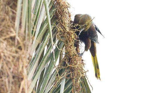 Russet-backed Oropendola (Psarocolius angustifrons)