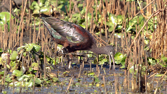 Glossy ibis (Plegadis falcinellus)