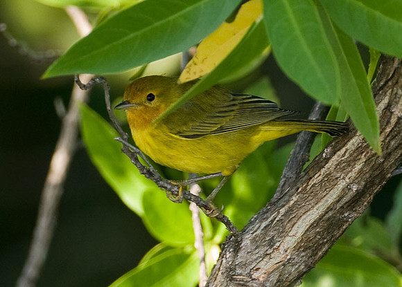 Mangrove Warbler (Dendroica petechia erithachorides) juvenile male