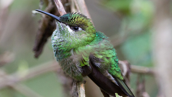 Violet-fronted Brilliant (Heliodoxa leadbeateri)