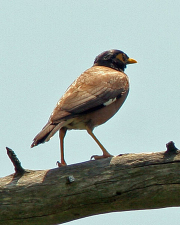 Common Myna (Acridotheres tristis) also known as Indian Myna