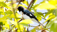 Black-throated Blue Warbler (Dendroica caerulescens)