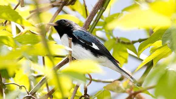 Black-throated Blue Warbler (Dendroica caerulescens)