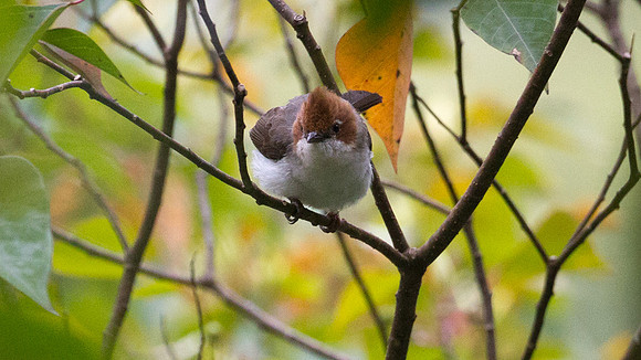 Chestnut-crested Yuhina (Yuhina everetti)