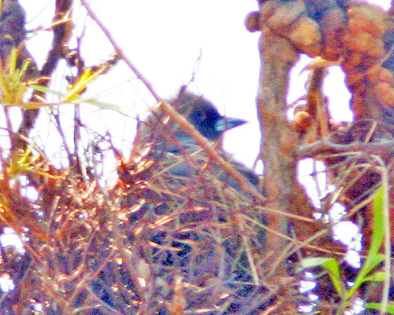 Dusky Woodswallow (Artamus cyanopterus)