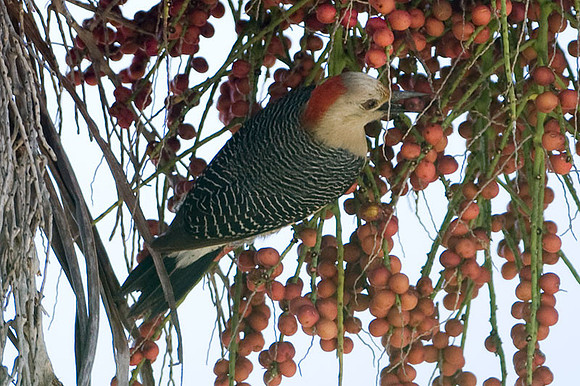 Golden-fronted Woodpecker (Melanerpes aurifrons) female
