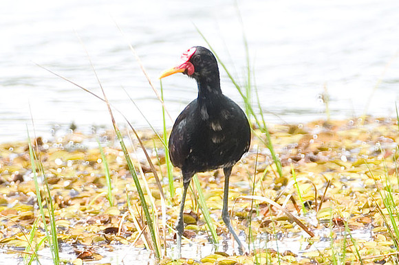 Wattled Jacana (Jacana jacana)