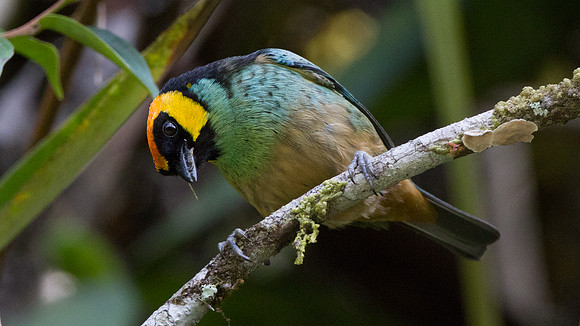 Saffron-crowned Tanager (Tangara xanthocephala)