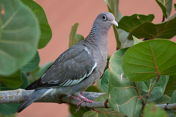 Bare-eyed Pigeon (Patagioenas corensis)